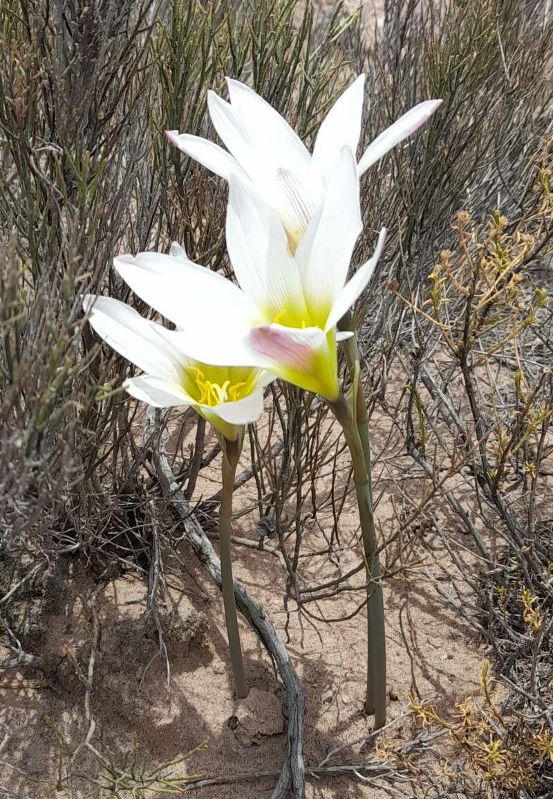 Zephyranthes andalgalensis flower
