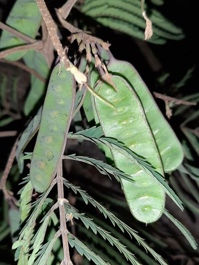 Balizia elegans fruit
