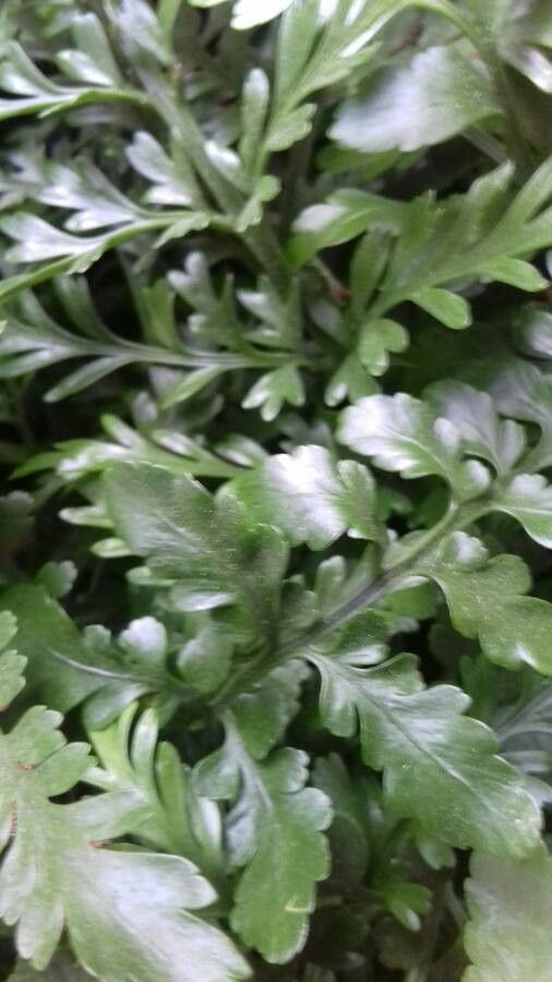 Asplenium balearicum leaf