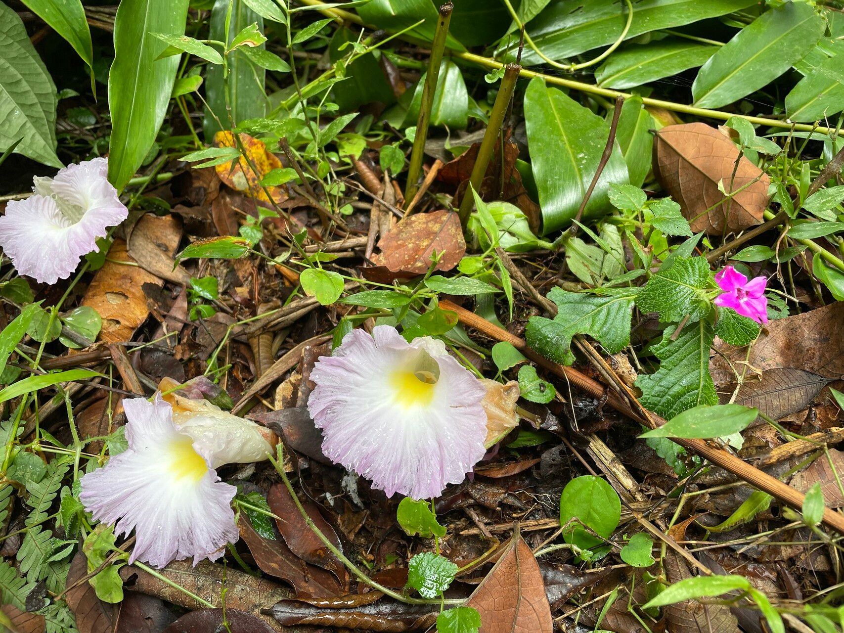 Aframomum limbatum — houseplant care guide