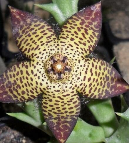 Orbea mcloughlinii flower
