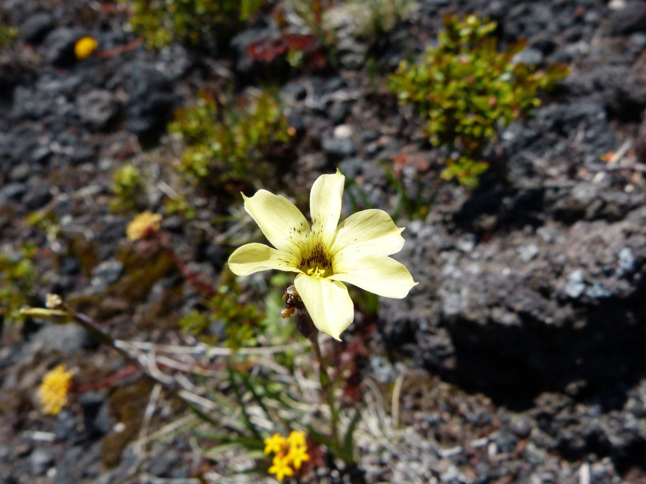 Sisyrinchium pearcei other