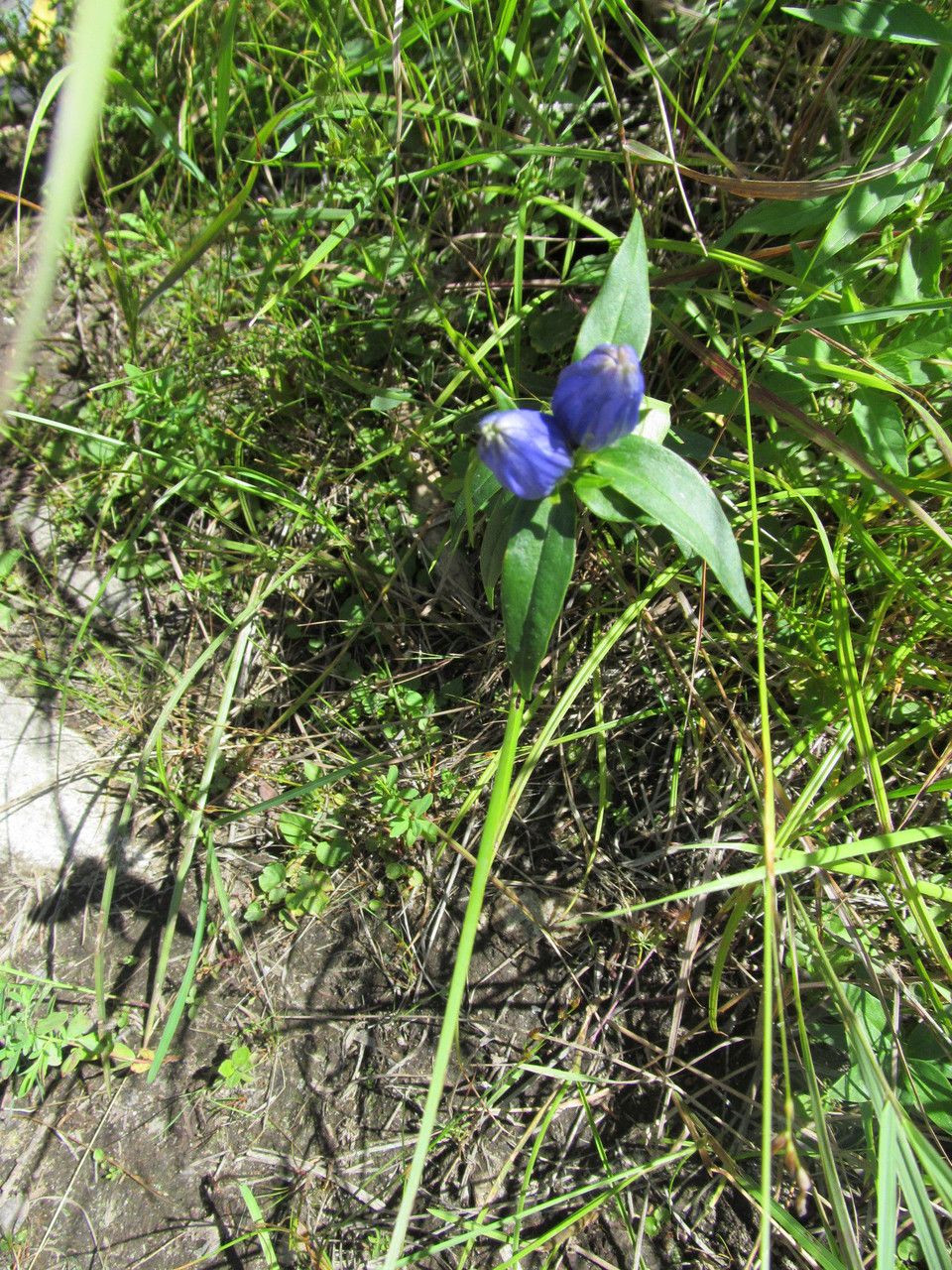 Gentiana andrewsii habit