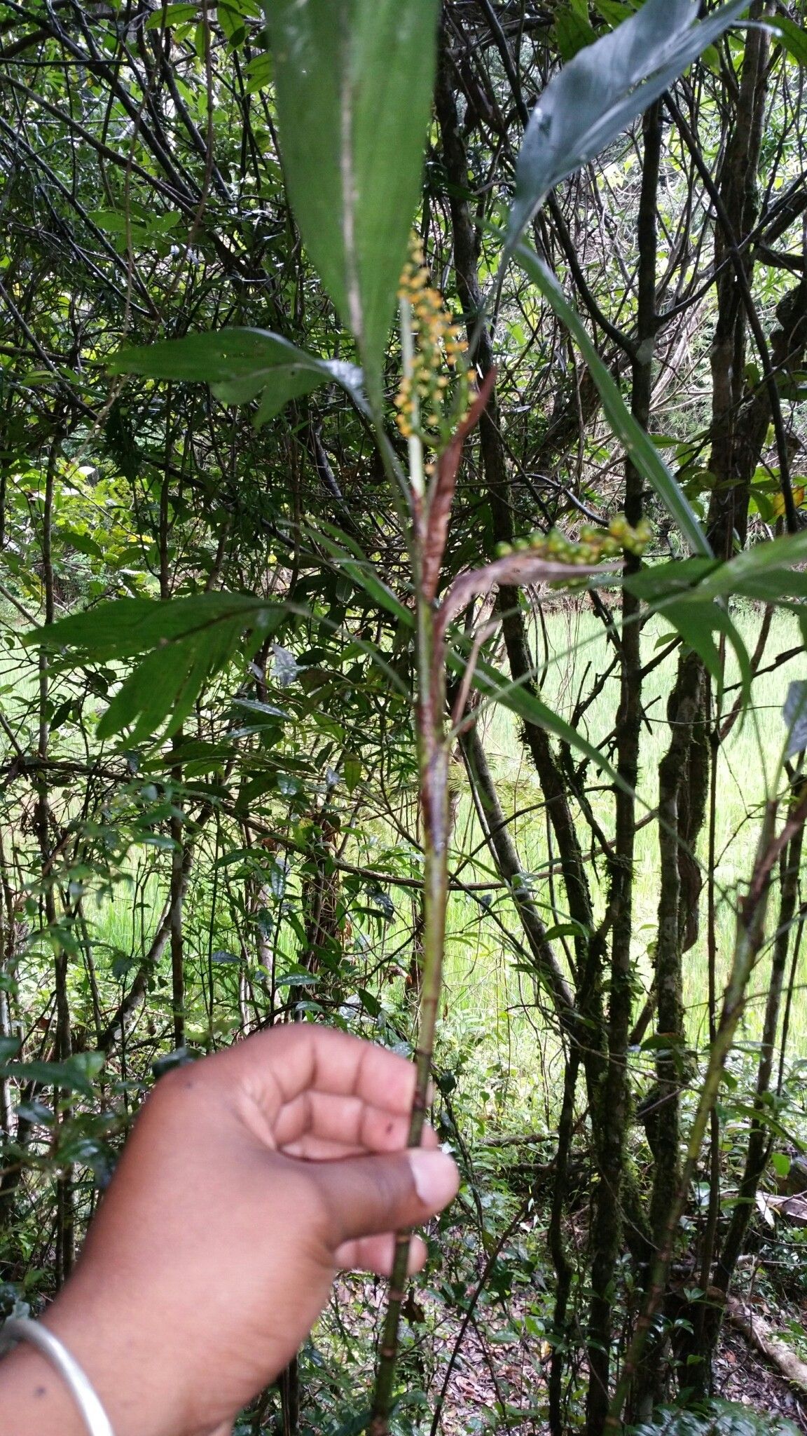 Dypsis coriacea — houseplant care guide