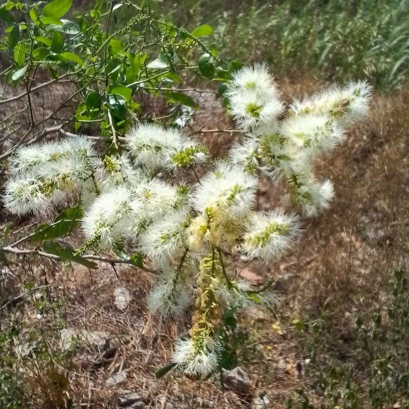 Pithecellobium lanceolatum flower