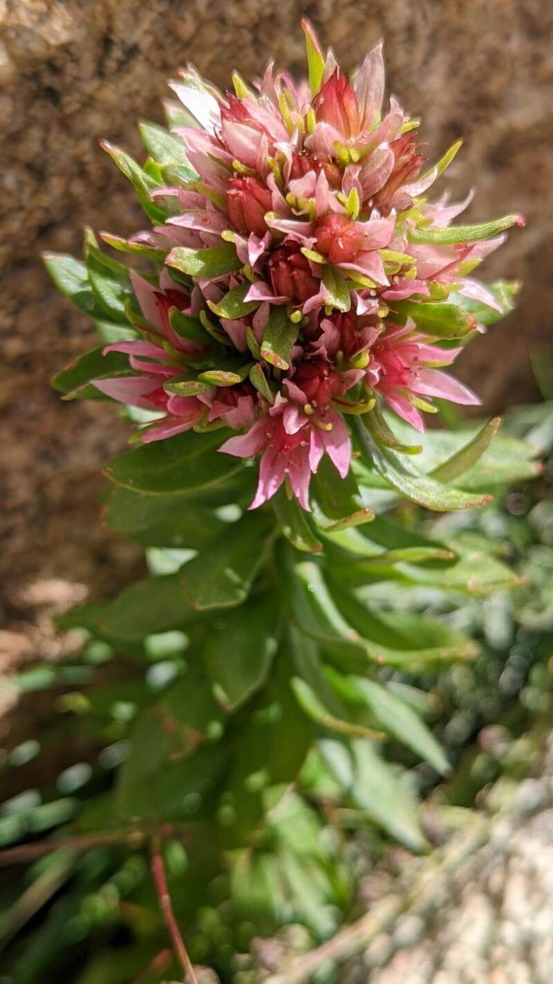 Rhodiola rhodantha flower