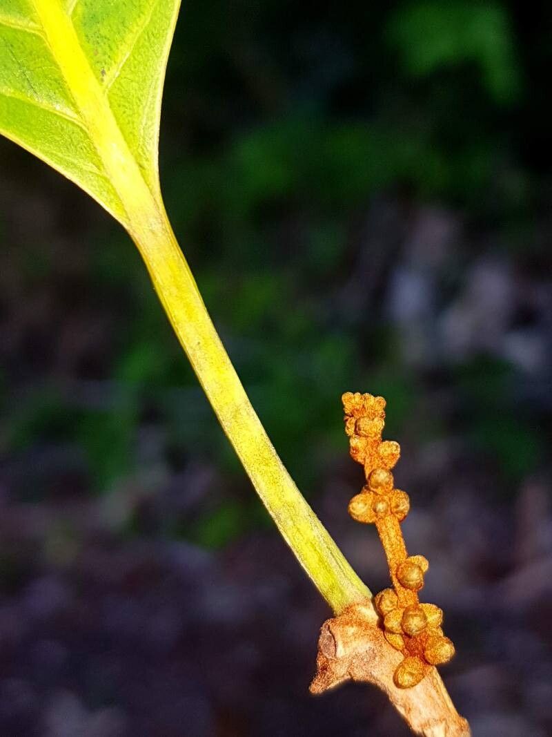 Pouteria spicata flower