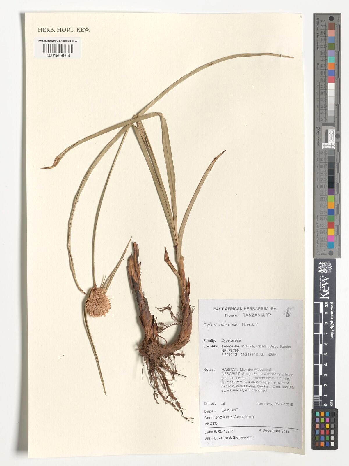 Cyperus diurensis — houseplant care guide