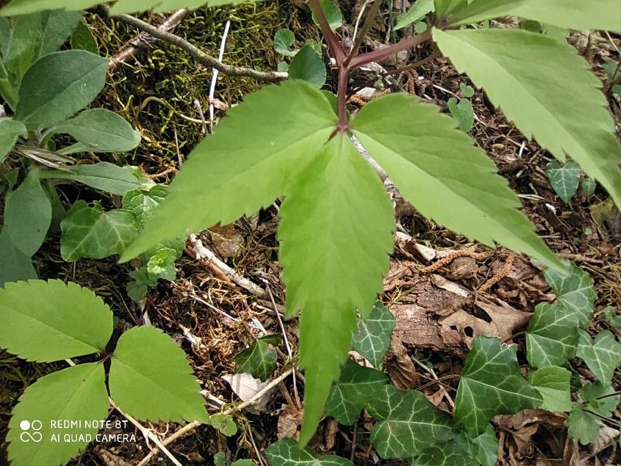 Anemone trifolia — search result for 'Anemone'