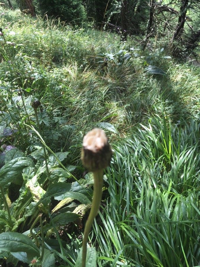 Crepis paludosa fruit