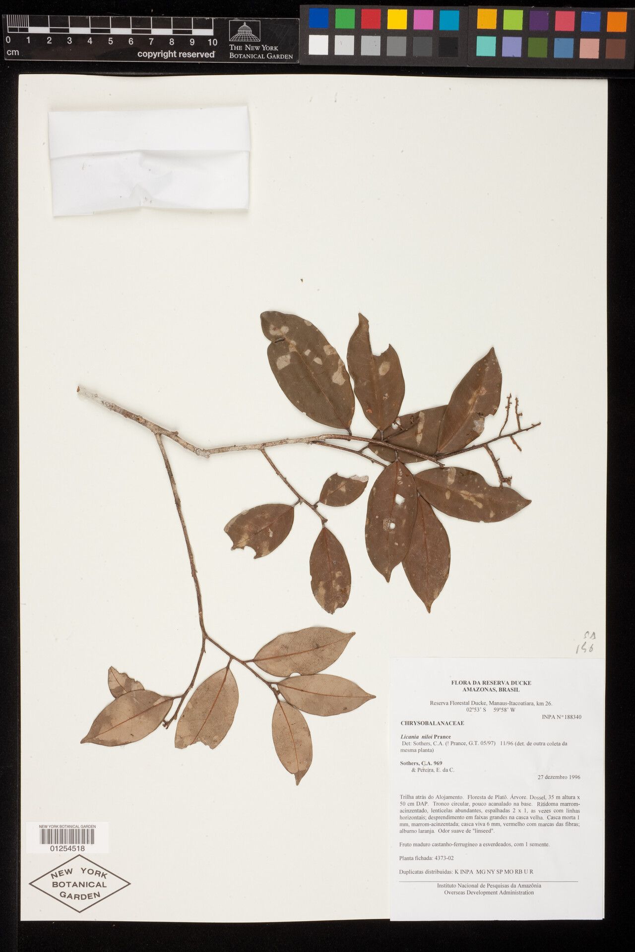 Licania niloi — houseplant care guide