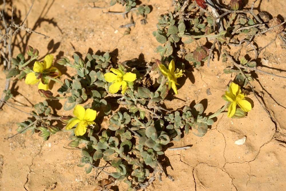 Helianthemum canariense habit