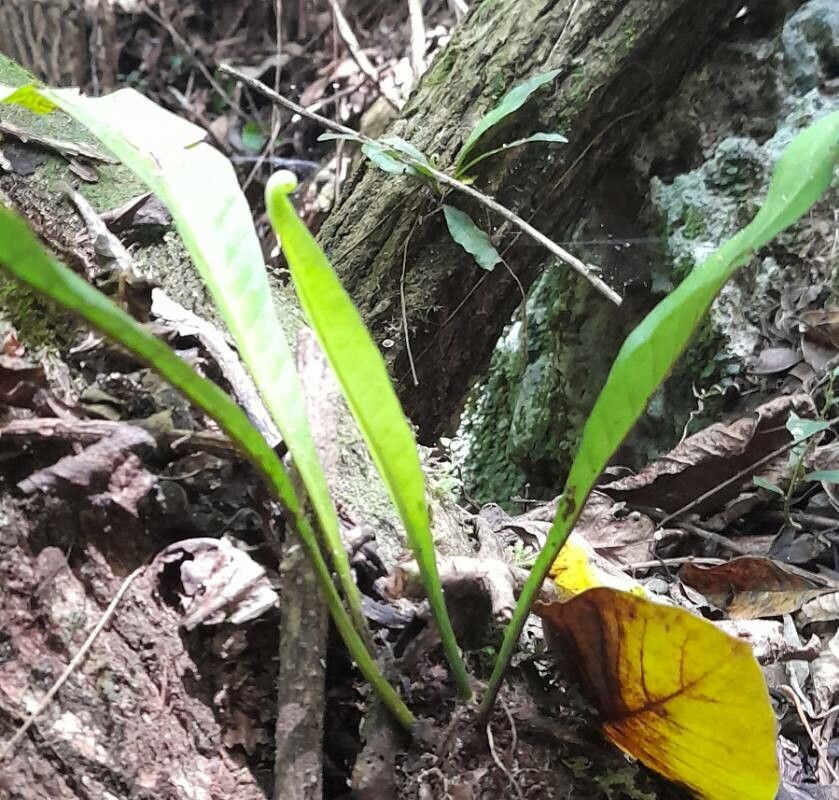 Campyloneurum phyllitidis habit