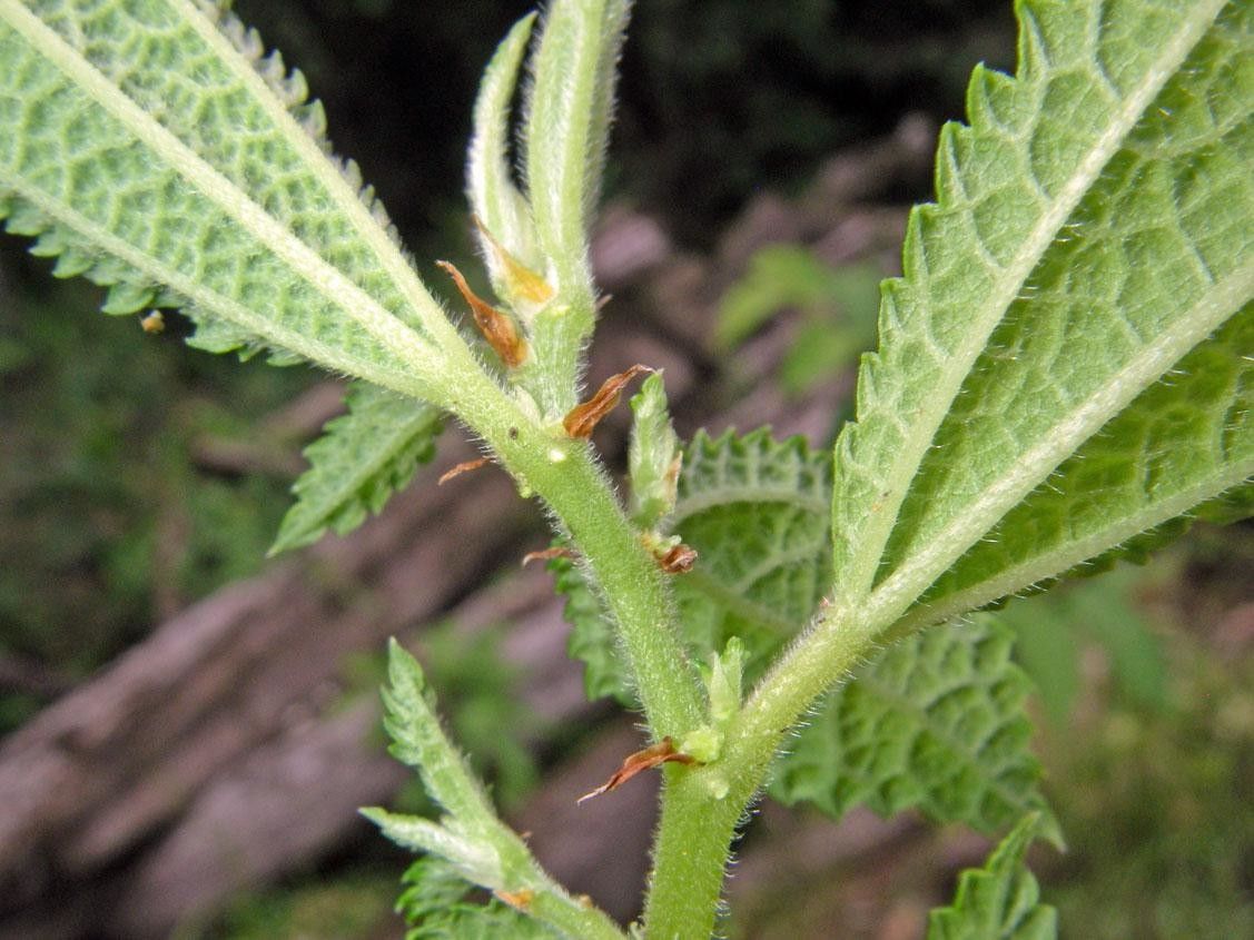 Boehmeria aspera bark