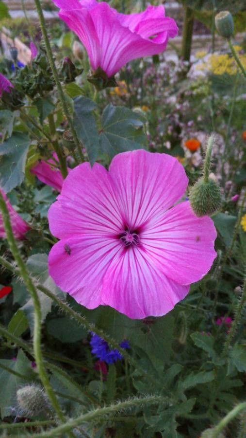 Malva trimestris flower