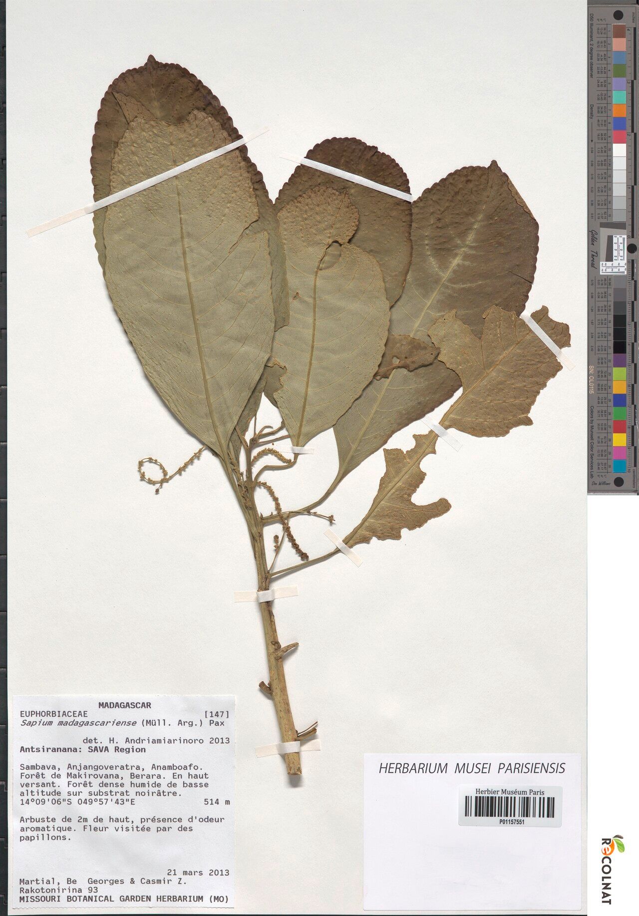 Claoxylon monoicum — houseplant care guide