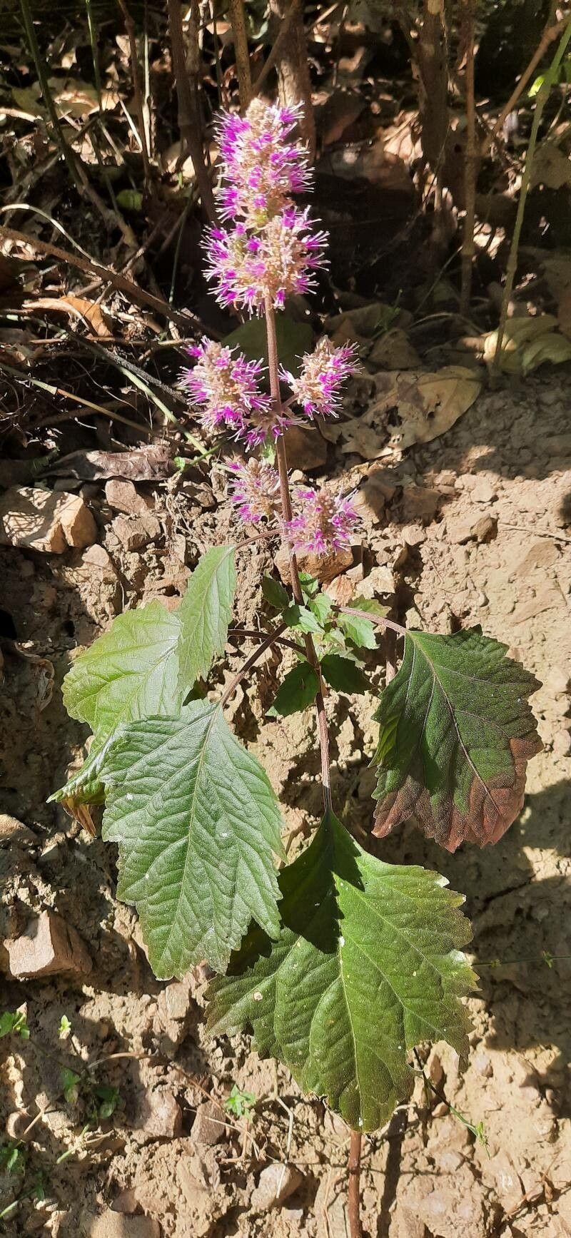 Pogostemon benghalensis — related species from the same genus