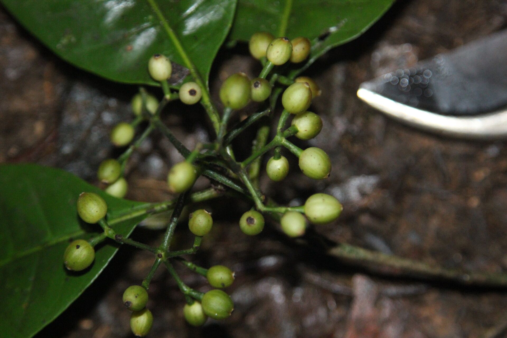 Psychotria breteleri fruit