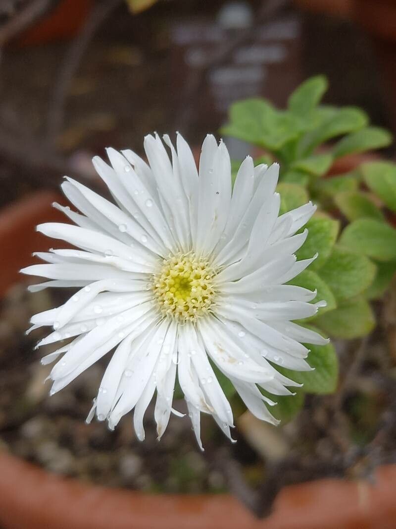 Commidendrum rugosum flower