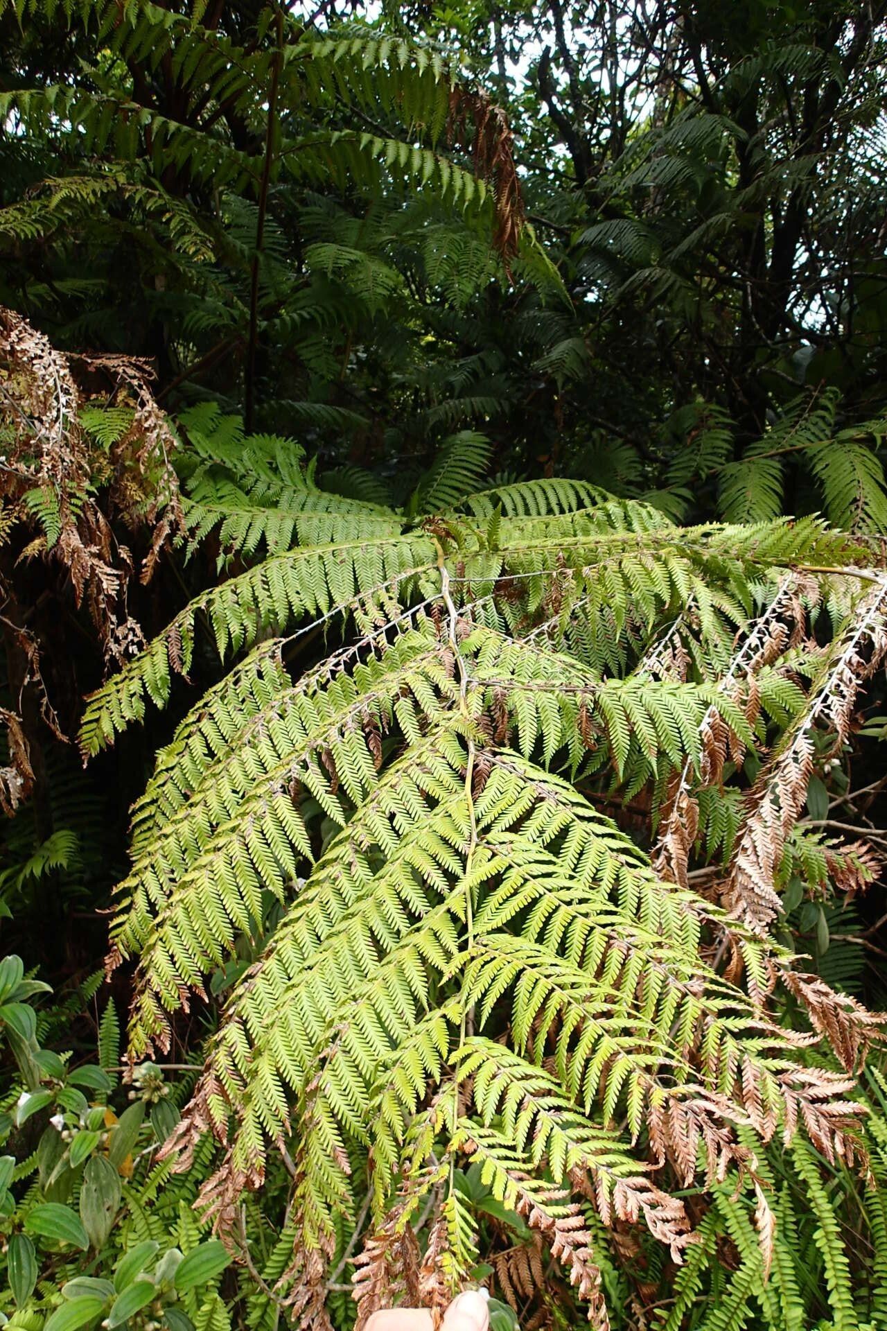 Dicksonia munzingeri habit