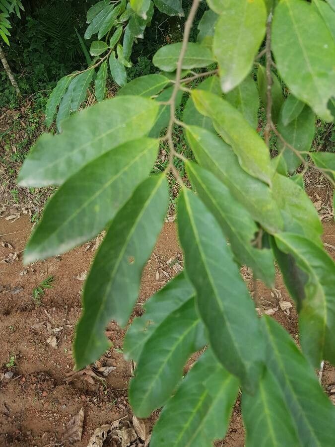 Rollinia sylvatica — search result for 'Annonaceae'