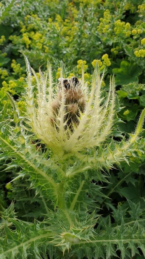 Cirsium spinosissimum flower