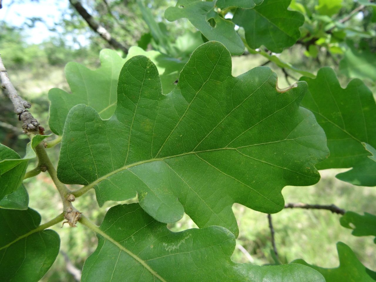 Quercus pubescens — search result for 'Spain'