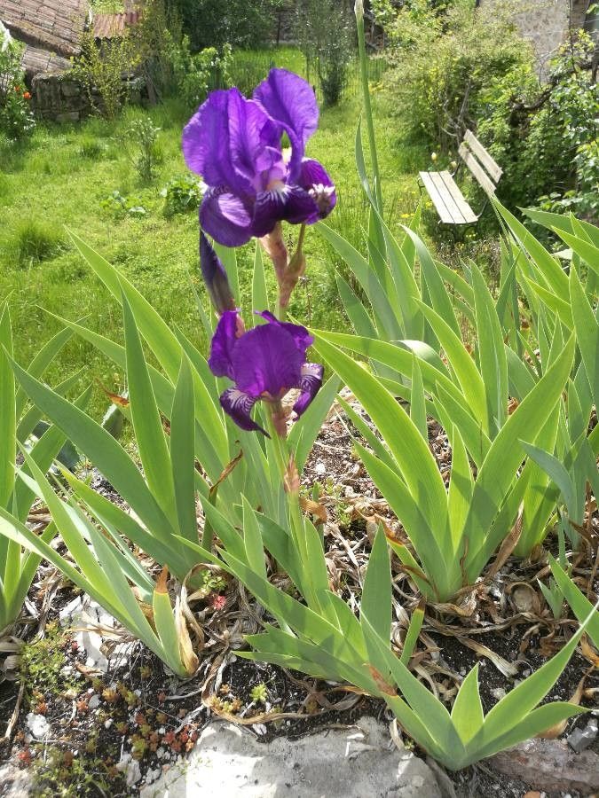 Iris perrieri habit