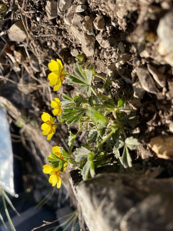 Potentilla incana flower