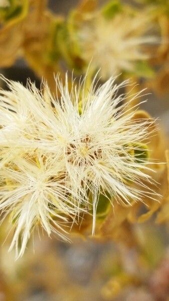 Baccharis tola fruit