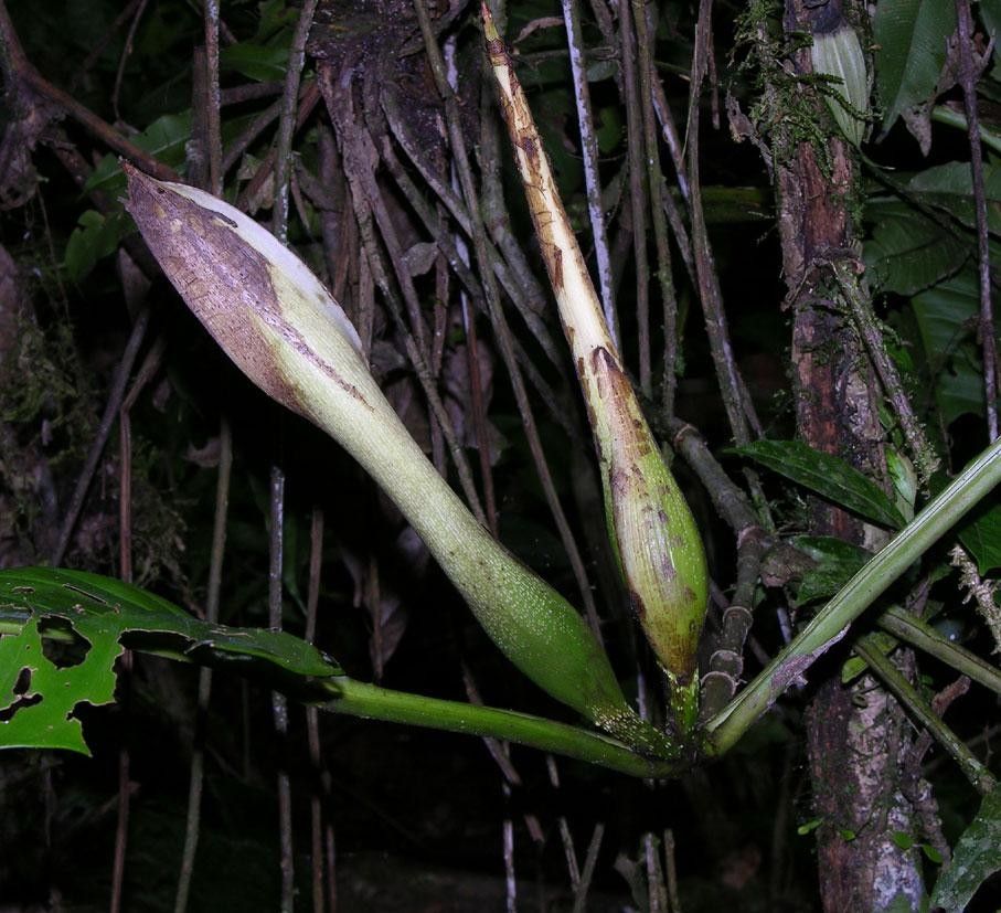 Philodendron inaequilaterum fruit