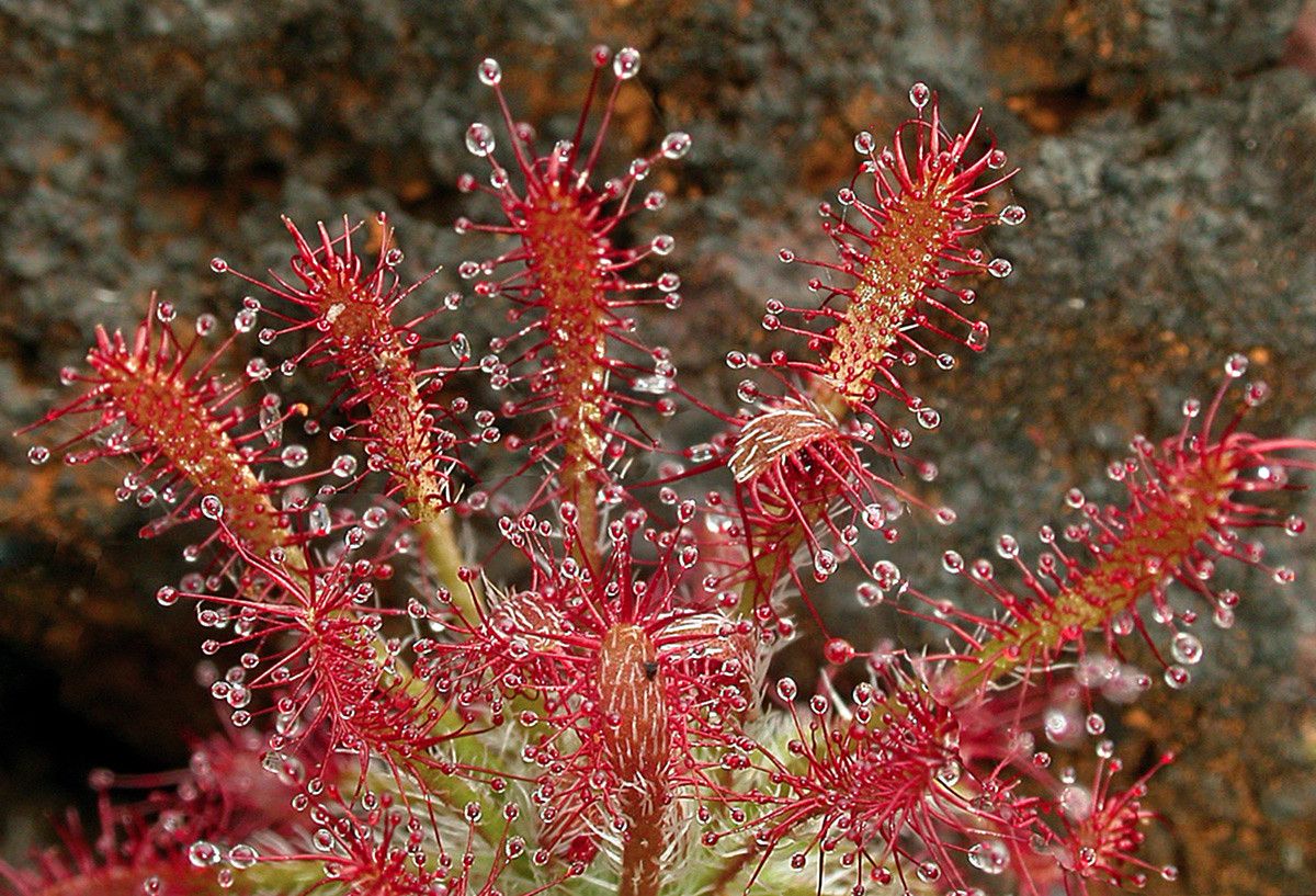 Drosera neocaledonica flower