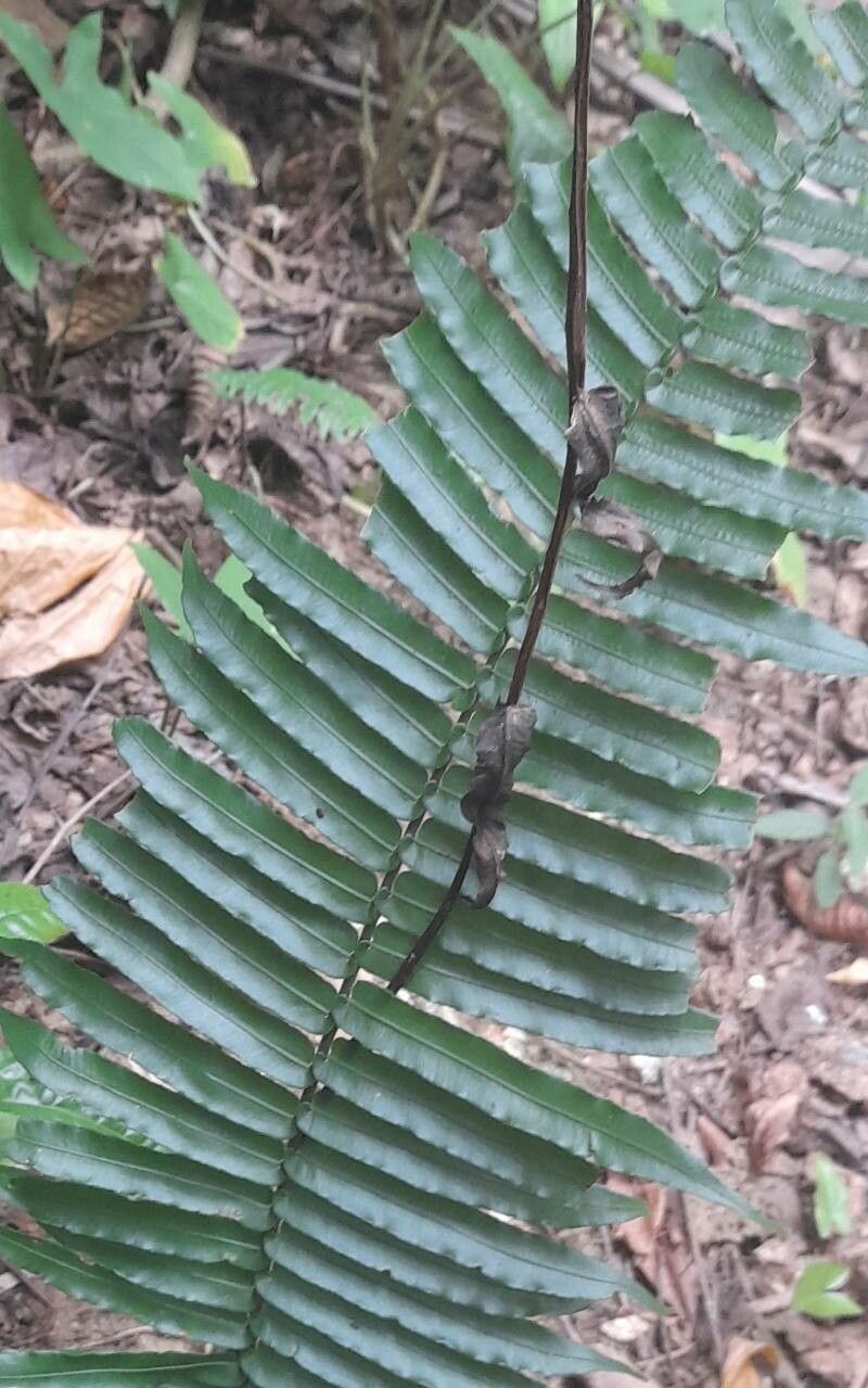 Cyclopeltis semicordata — houseplant care guide