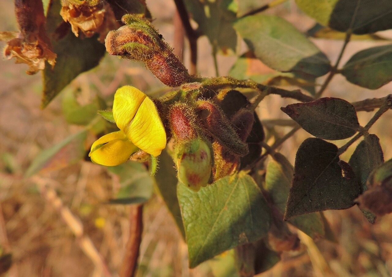 Rhynchosia resinosa flower