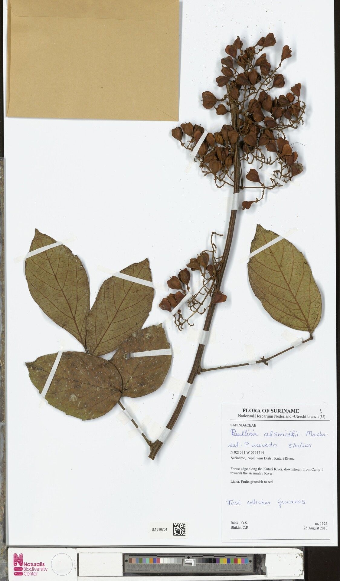 Paullinia alsmithii — related species from the same genus