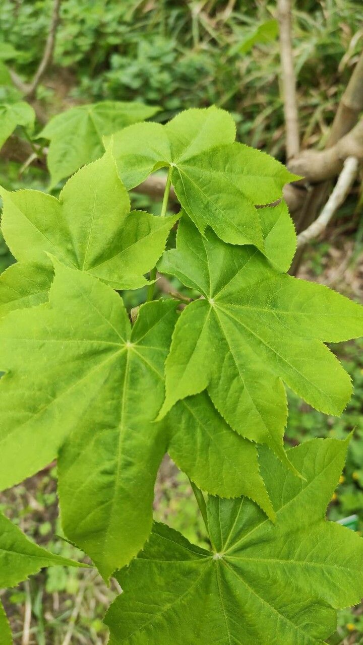 Kalopanax septemlobus leaf