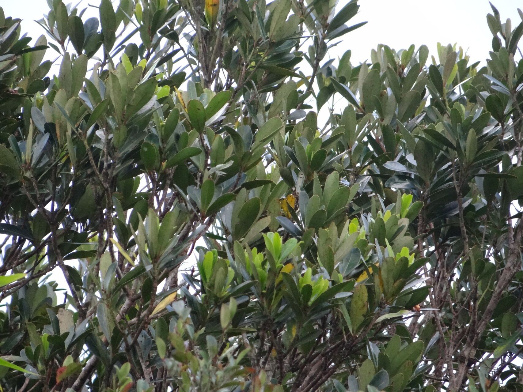 Lithocarpus formosanus habit