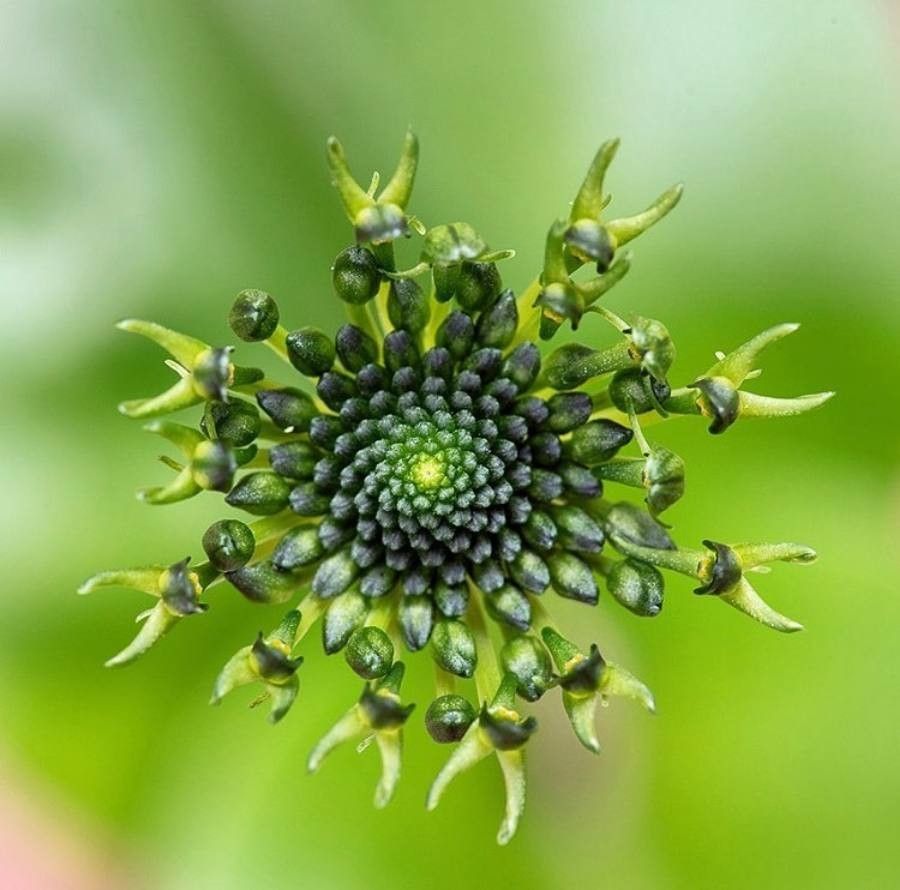 Malaxis brachyrrhynchos — related species from the same genus