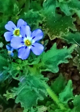 Jamesbrittenia primuliflora — related species from the same genus