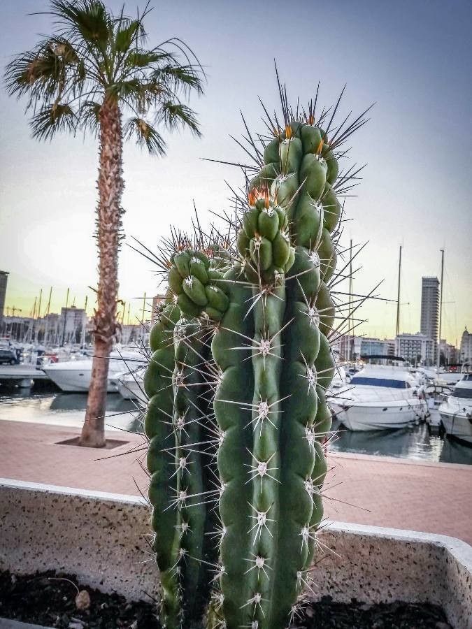 Pachycereus pecten-aboriginum flower