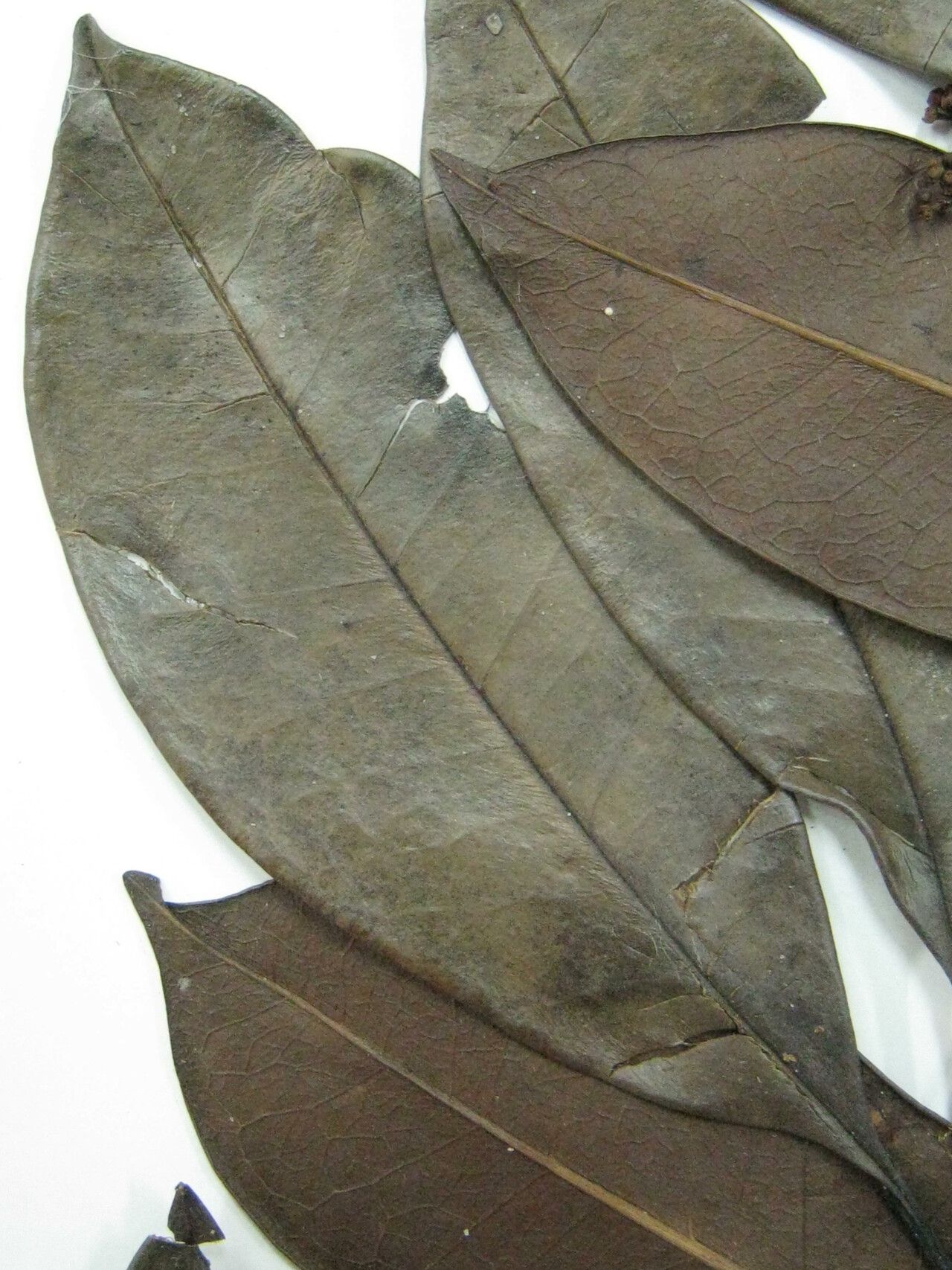 Ilex jenmanii — search result for 'Ilex'