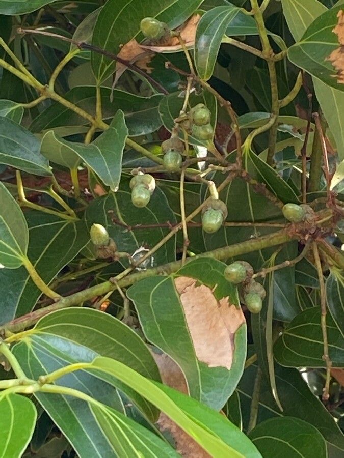 Cinnamomum verum fruit
