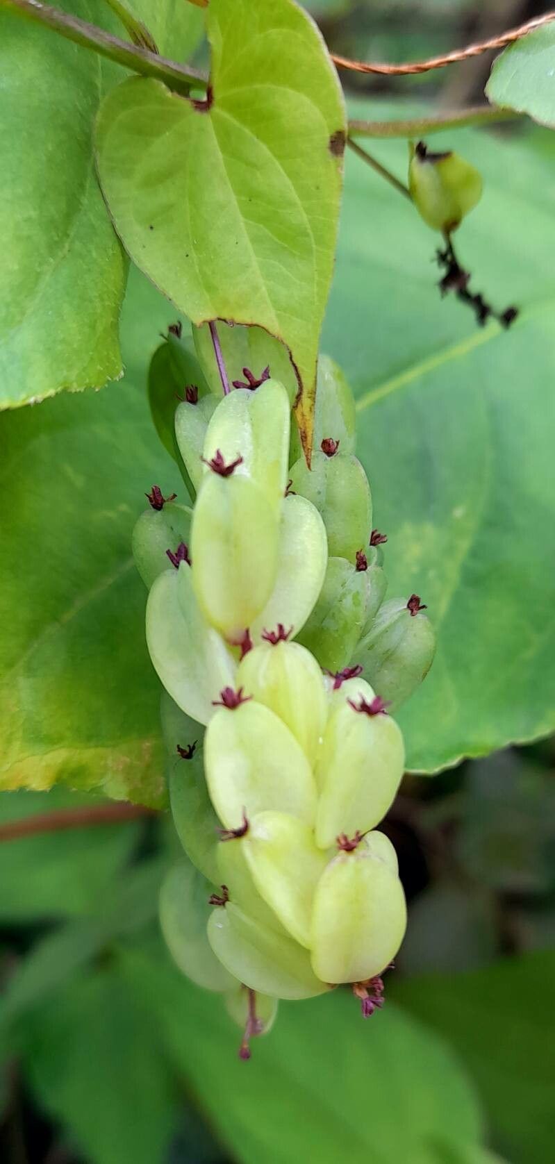 Dioscorea megalantha fruit