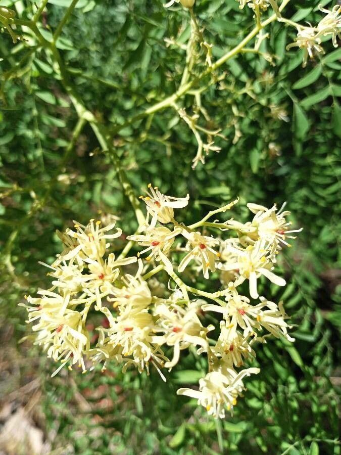 Moringa drouhardii flower