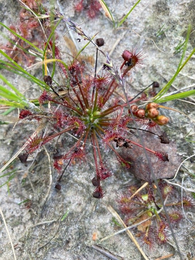 Drosera intermedia flower