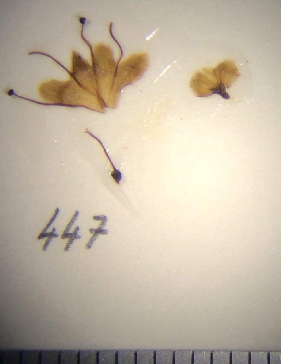 Premna interrupta — houseplant care guide