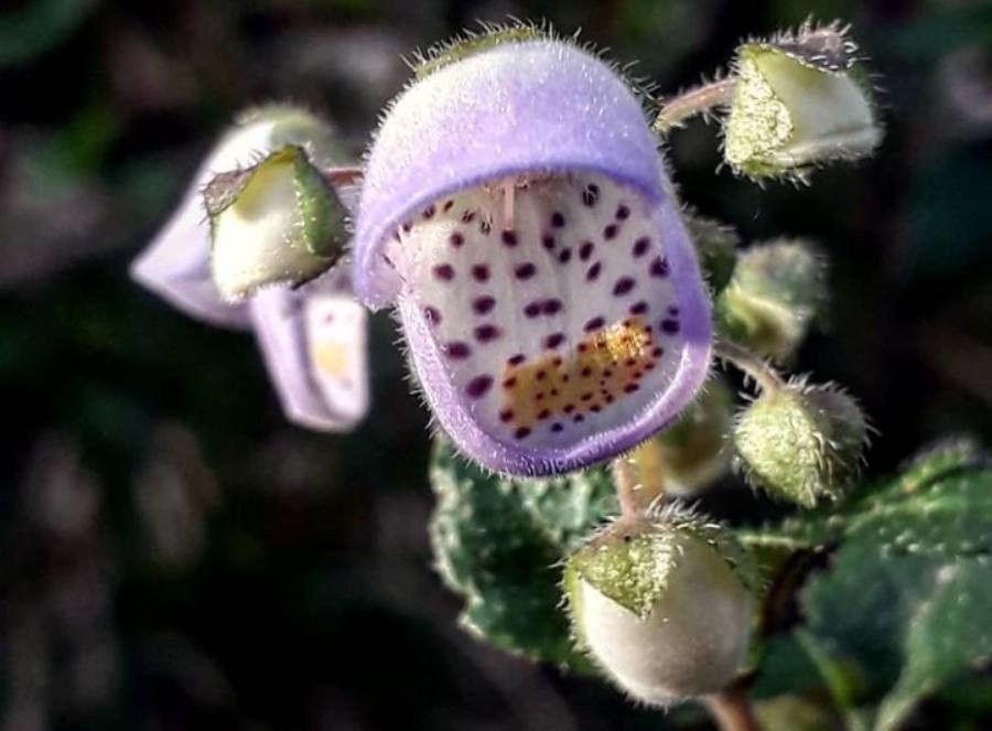 Jovellana punctata flower