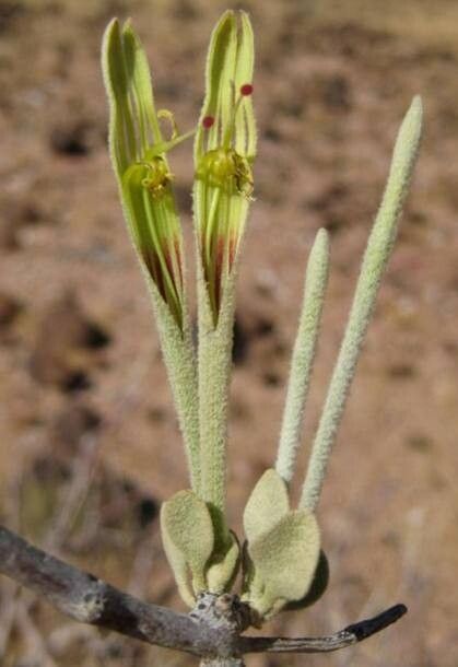 Tapinanthus buntingii flower