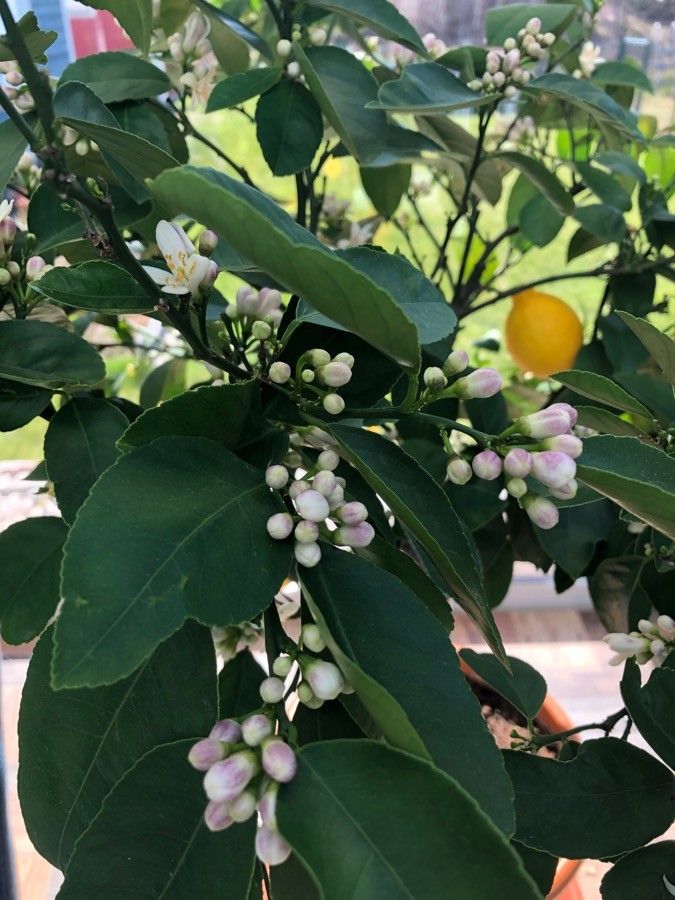 Citrus meyeri — search result for 'Citrus'