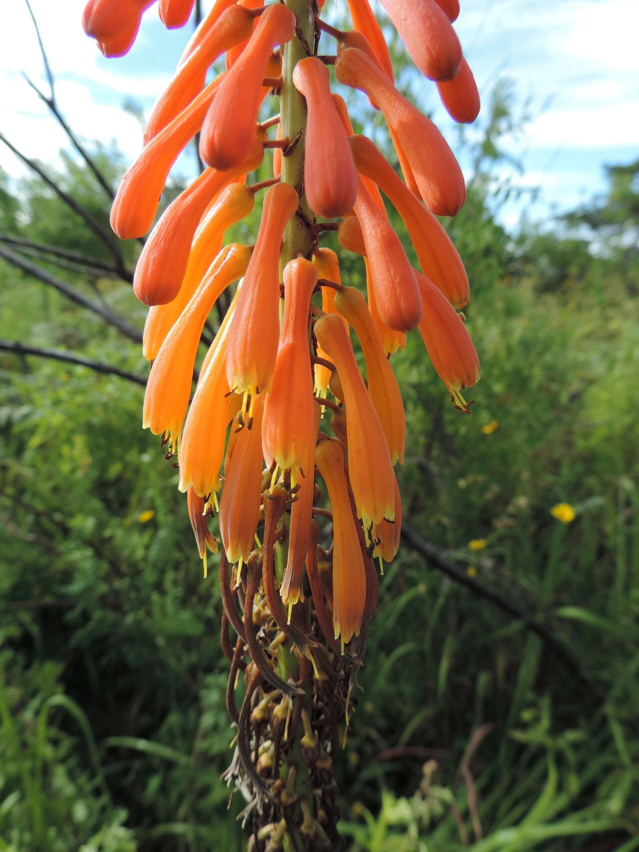 Kniphofia princeae flower